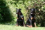 BEAUCERON 900